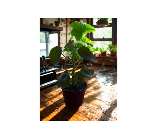 Peperomia Cucharita (Peperomia obtusifolia)