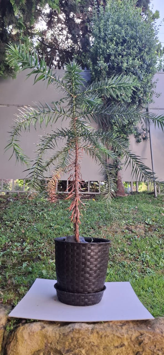 Araucaria Brasileña