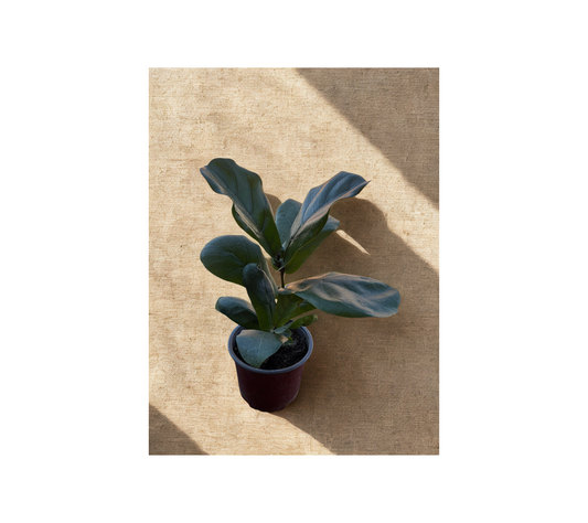 Ficus Lyrata