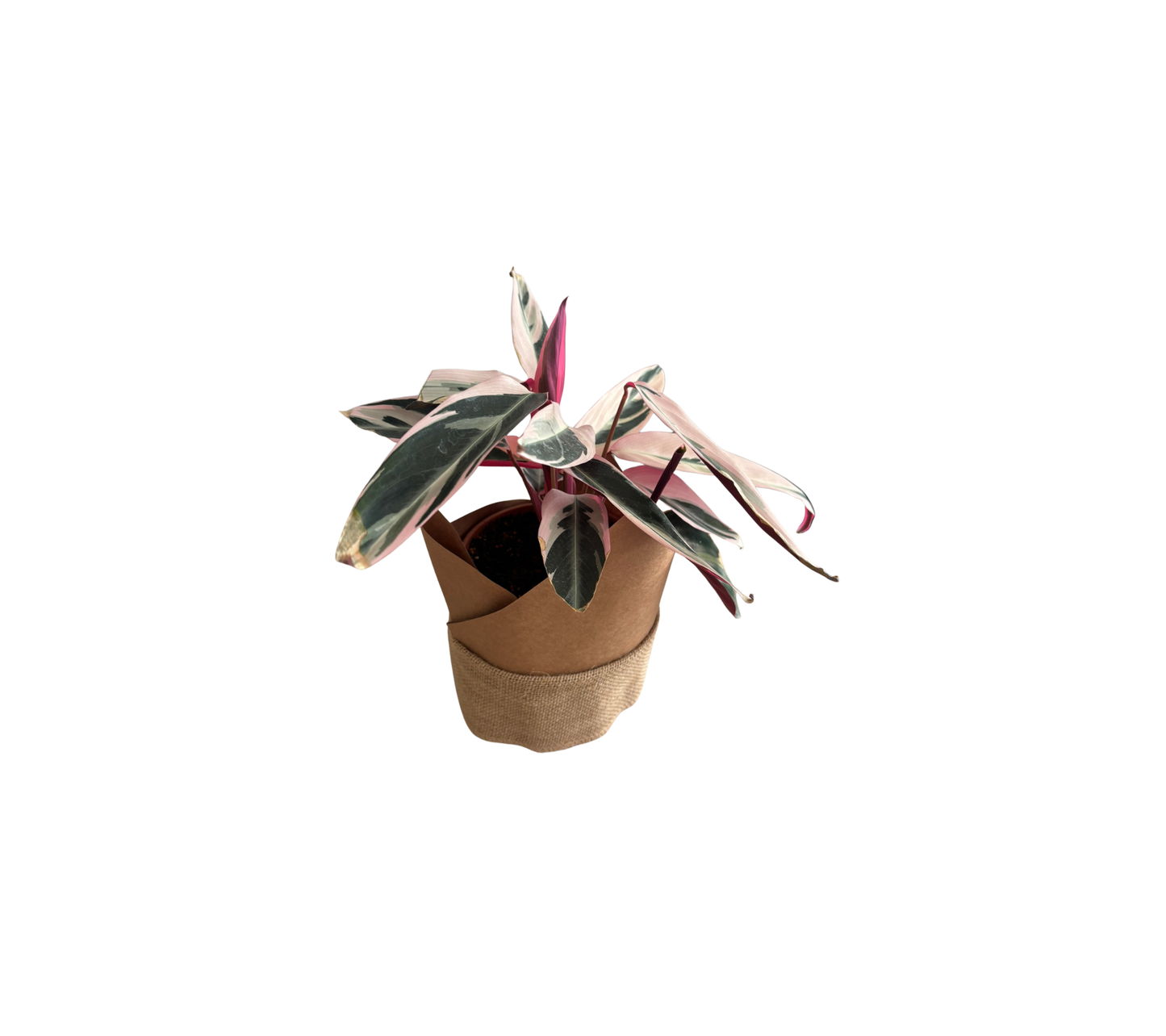Stromante Sanguinea