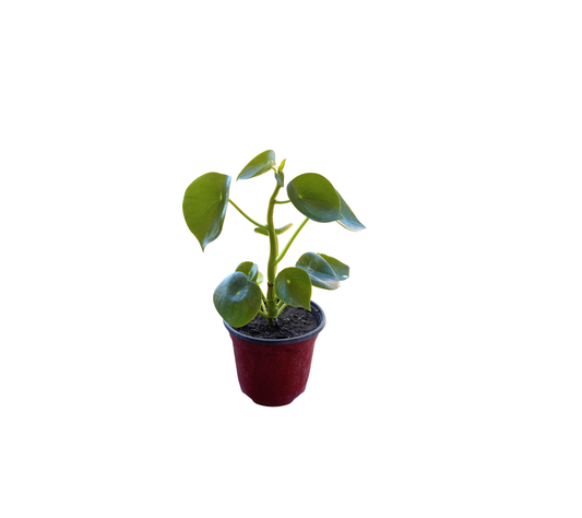 Peperomia Cucharita (Peperomia obtusifolia)