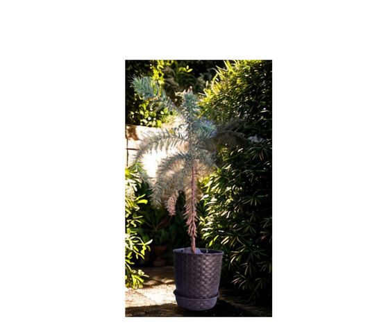 Araucaria Brasileña