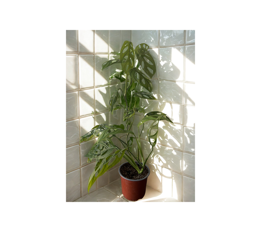 Monstera Adansonii