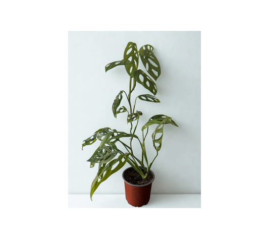 Monstera Adansonii